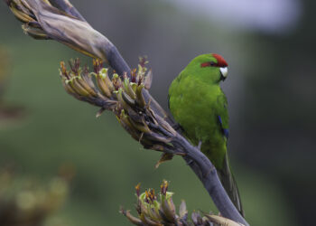 Wildlife