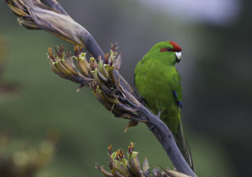 Red-crowned parakeet ot kakariki on a flax flower stem