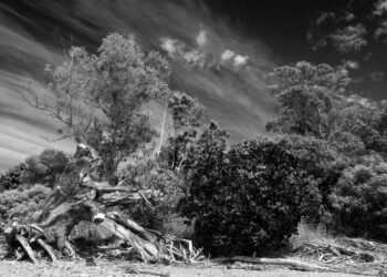 Landscapes