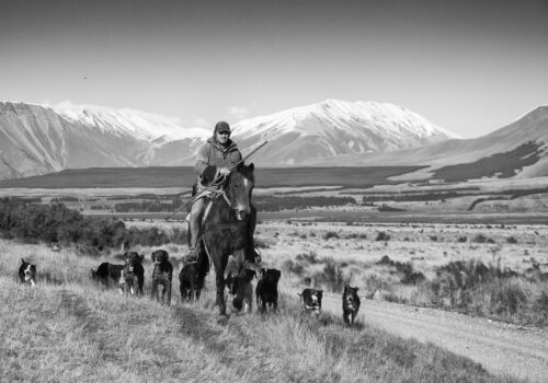 Farmer on horseback with several dogs riding alongside a gravel road through tussock farmland with snow-capped mountains in the background.